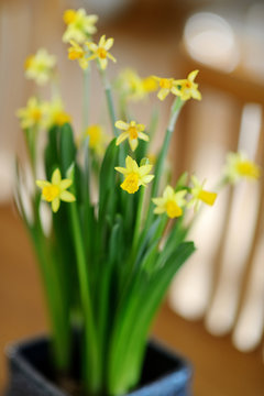 Beautiful spring narcissus flowers in pot