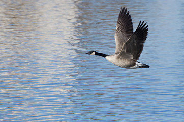 Canada Geese Taking to Flight from the Water