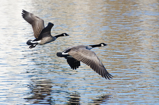 Canada Geese Taking to Flight from the Water