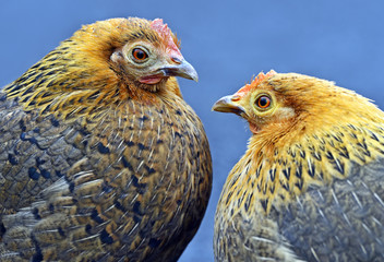 Portrait pet rooster on the farm