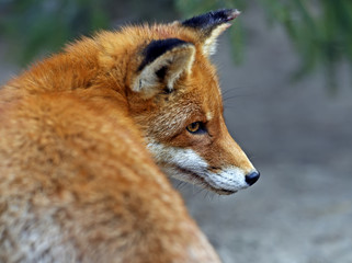 Fox portrait in natural habitat