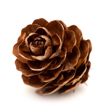 larch tree cones