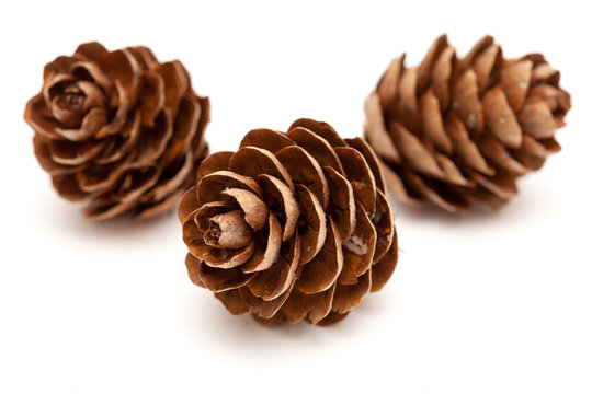 larch tree cones