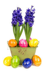 Blaue Hyazinthen Eier 2