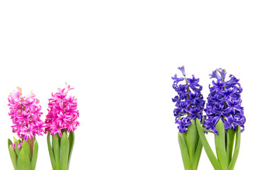 Bunte Hyazinthen