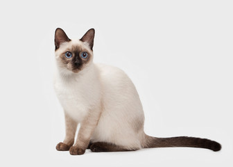 Thai cat on white background