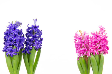 Bunte Hyazinthen 2