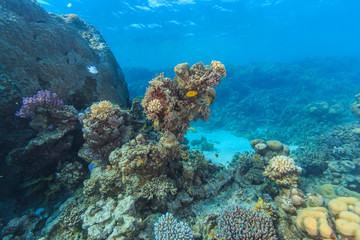 Plakat Marine Life in the Red Sea
