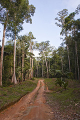 Fototapeta na wymiar French Guiana forest