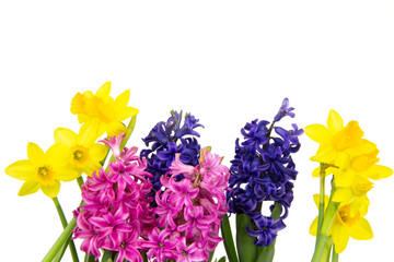 Hyazinthen Narzissen 6