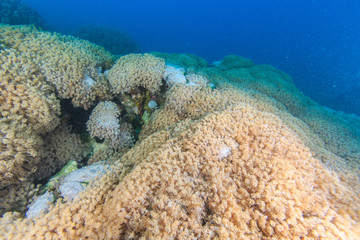 Marine Life in the Red Sea