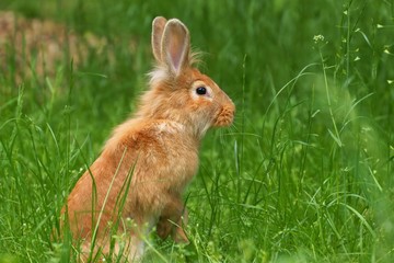 Rabbit in grass