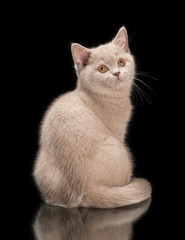 small lilac british kitten on  black background