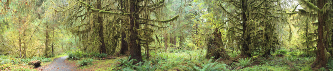 Hoh Rain Forest in Olympic National Park Washington
