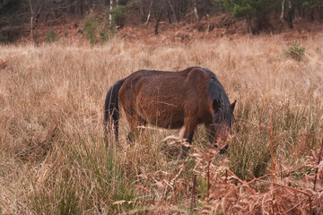 New Forest pony