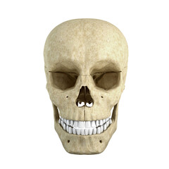 Single skull isolated on white background