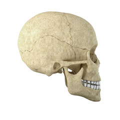 Single skull isolated on white background