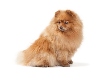 Obraz premium Pomeranian puppy on white background