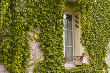Window vines