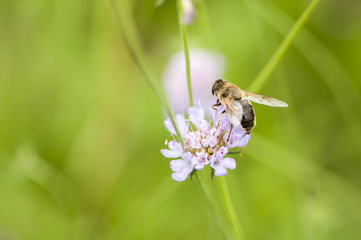 Ape di primavera