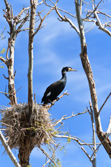 cormorant (phalacrocorax carbo ) on nest