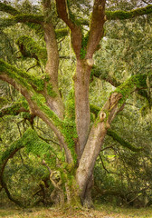 Obraz premium Oak Tree