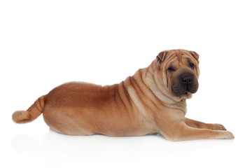 Beautiful Shar Pei Dog Breed