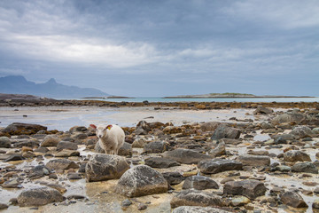 Sheep between the rocks during a lowtide in Northern Norway