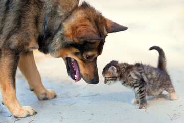 Big dog and little kitten sniffing each other