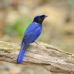 Colorful blue bird, male Large Niltava (Niltava grandis) on a br