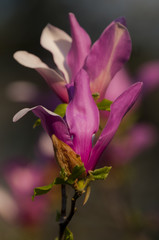 magnolia flowers on clear blue sky