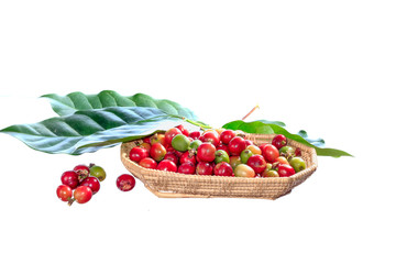 coffee tree with ripening