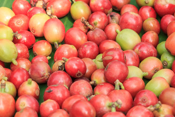 coffee tree with ripening