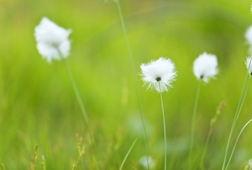 Blooming Common cottongrass, Eriophorum angustifolium