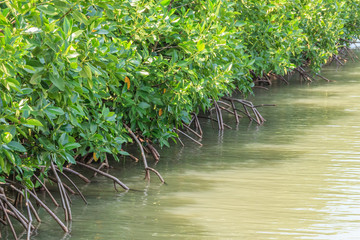 Mangrove Forest prevent Coastline Corrosion, Thailand