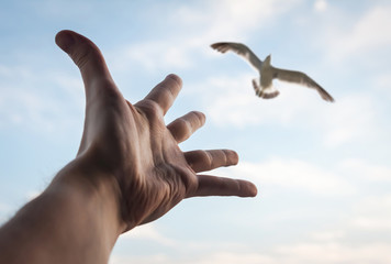 Hand reaching to bird in the sky. Selective focus on a hand.