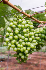 Fresh Green grapes
