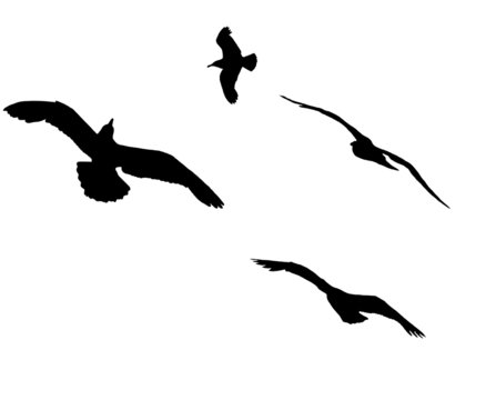 Set of silhouettes of four flying seagulls isolated on white.
