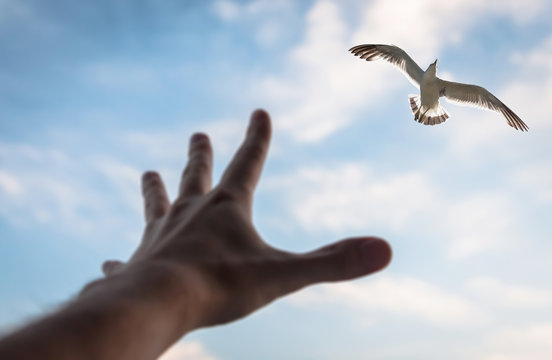 Hand reaching to bird in the sky. Selective focus on a bird.