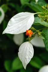 Mussaenda