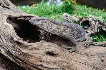 African lizard