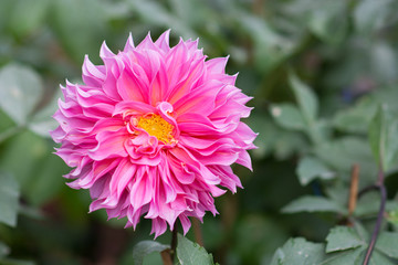 Obraz premium flower