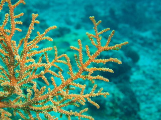 Fototapeta na wymiar Stone coral, island Maktan, Philippine