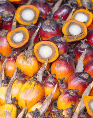 Palm Oil Fruits