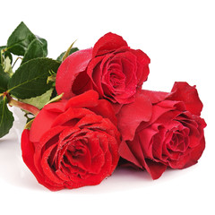 Red roses isolated on white background.