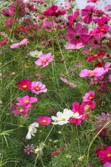 cosmos flower