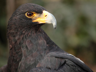 black eagle