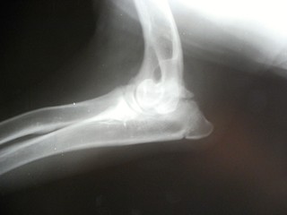 Elbow - ununited processus anconeus by dog