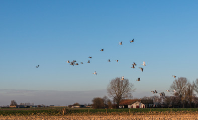 Geese at dusk flying low over a rural area