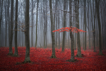 Red tree in a foggy autumn forest with red leaves on the ground